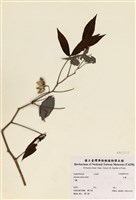 藏品(甜木薯)的圖片